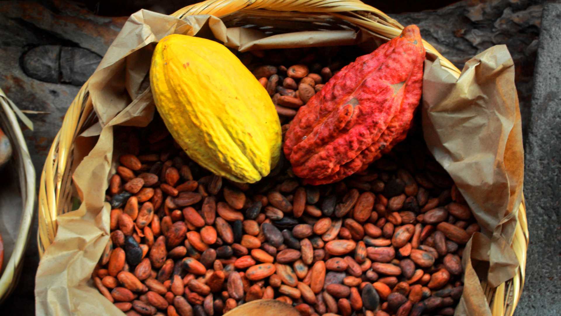 cacao beans melbourne