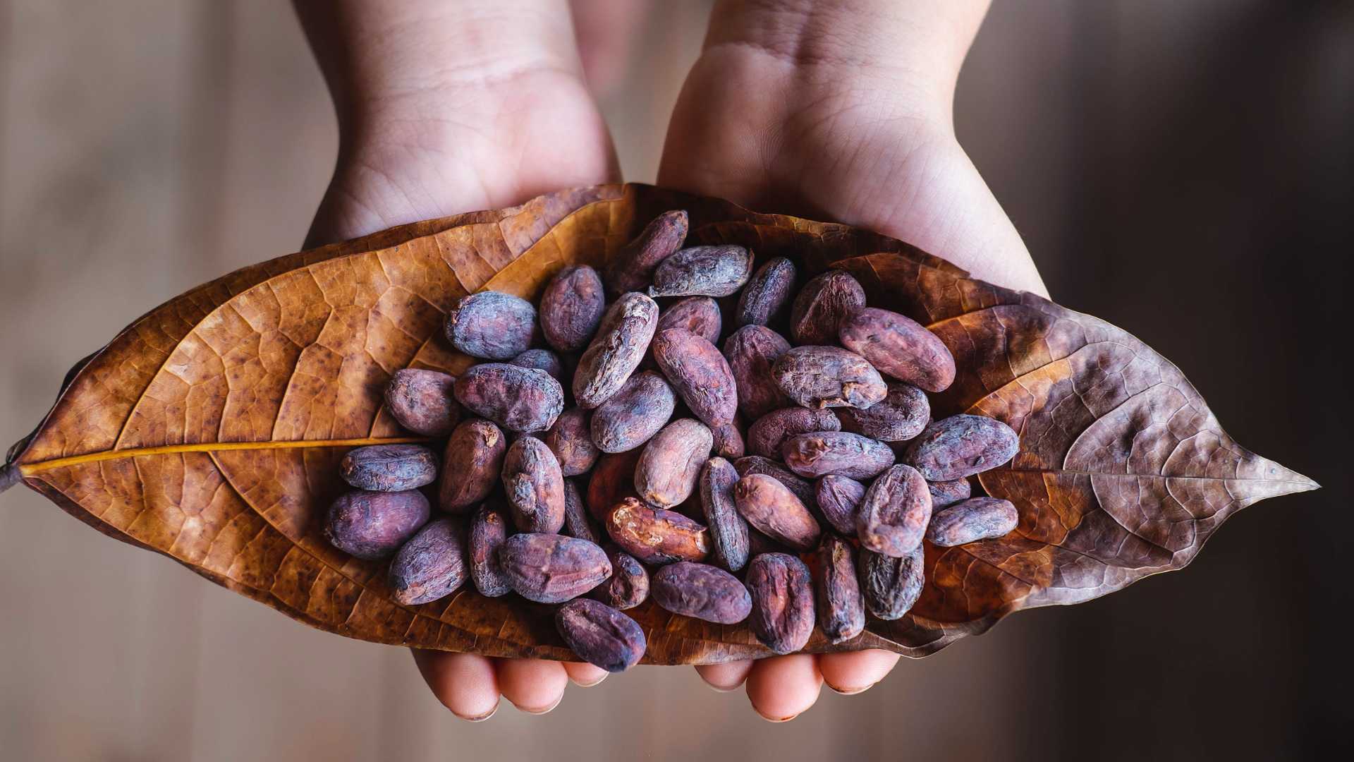 cacao beans